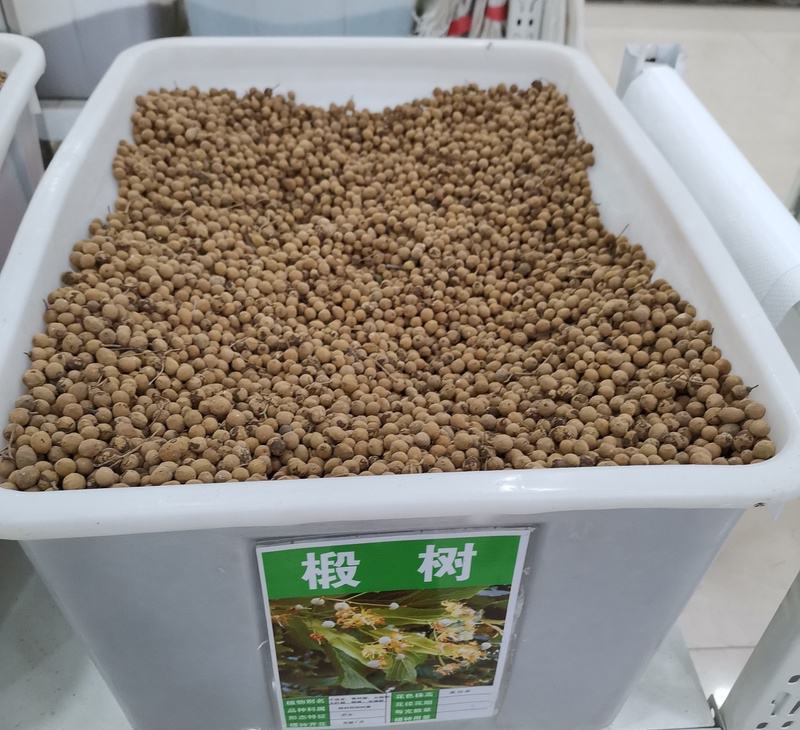 椴树种子紫椴种子千层皮火绳树青科榔大叶椴种子