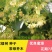 椴树种子紫椴种子千层皮火绳树青科榔大叶椴种子