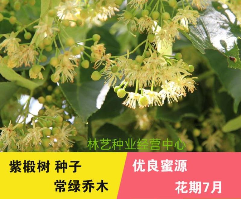 椴树种子紫椴种子千层皮火绳树青科榔大叶椴种子