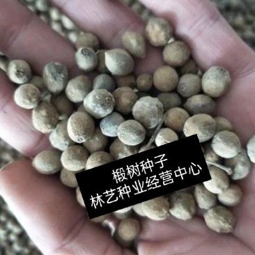 椴树种子紫椴种子千层皮火绳树青科榔大叶椴种子