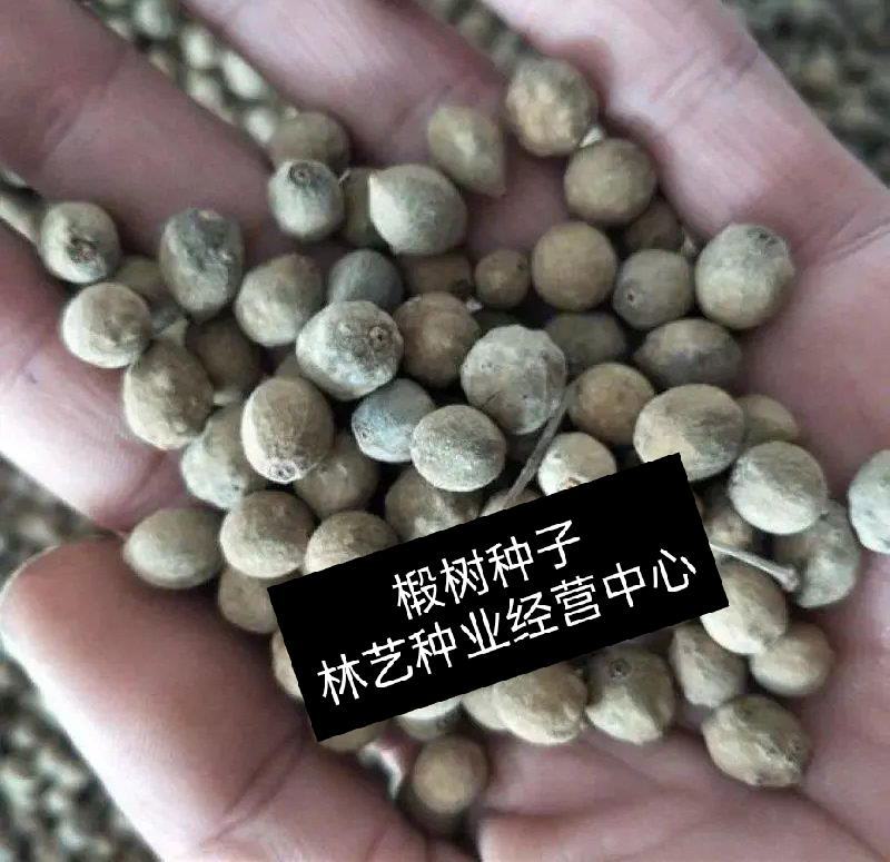椴树种子紫椴种子千层皮火绳树青科榔大叶椴种子