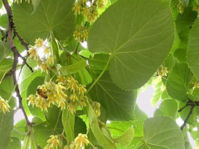 椴树种子紫椴种子千层皮火绳树青科榔大叶椴种子