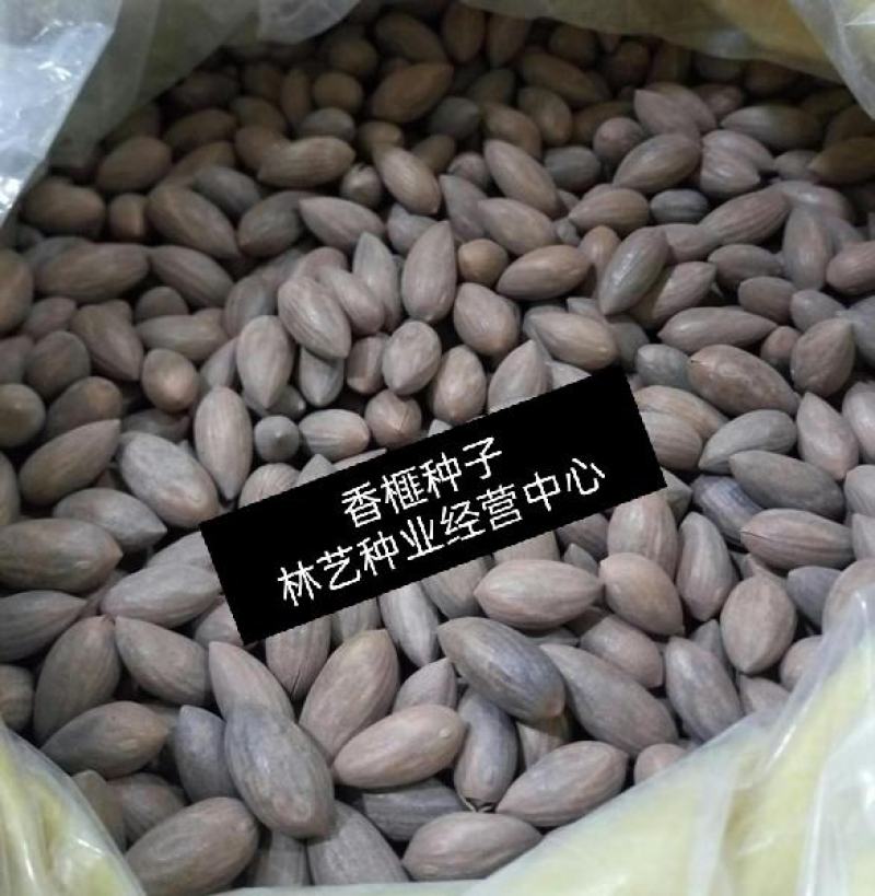 香榧种子林木种子榧子种子三代果香榧树种子材种子