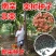 栾树种子黄山栾树北京栾树园林绿化苗木种子南栾北栾种子