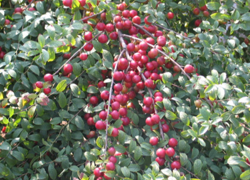新采林木种子钙果种子原名欧李果树种子公园绿化行道树种子