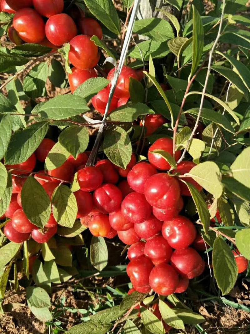 新采林木种子钙果种子原名欧李果树种子公园绿化行道树种子