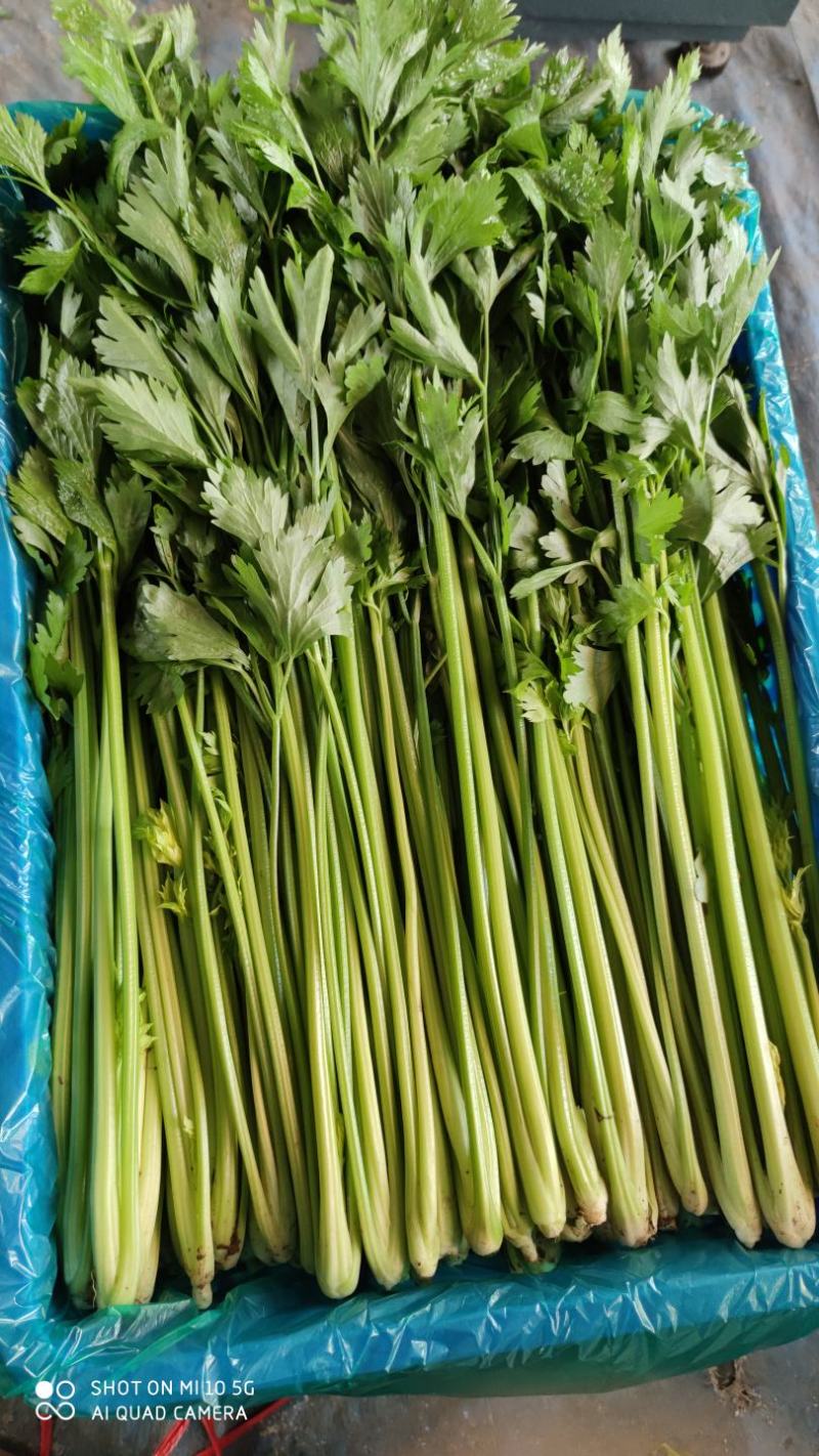 优质西芹，精品五指粗细西芹，现以上市，60公分左右