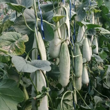 产地直供羊角蜜网红瓜！电商一件代发大量接单