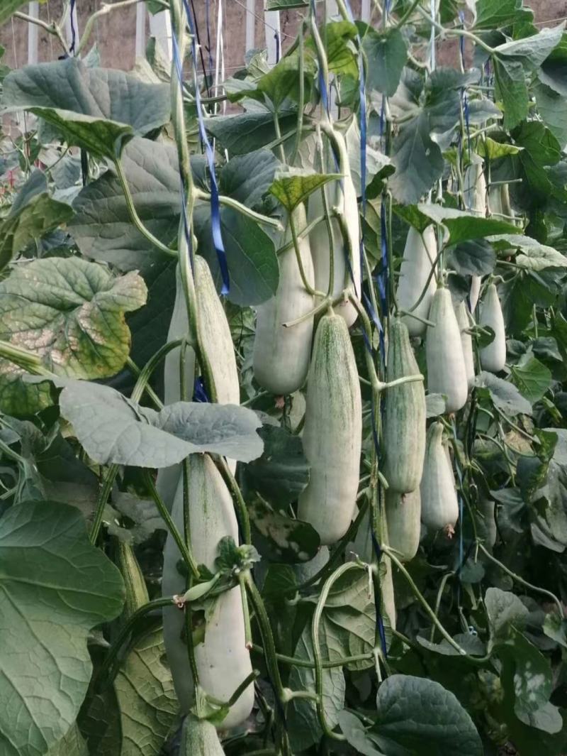 产地直供羊角蜜网红瓜！电商一件代发大量接单