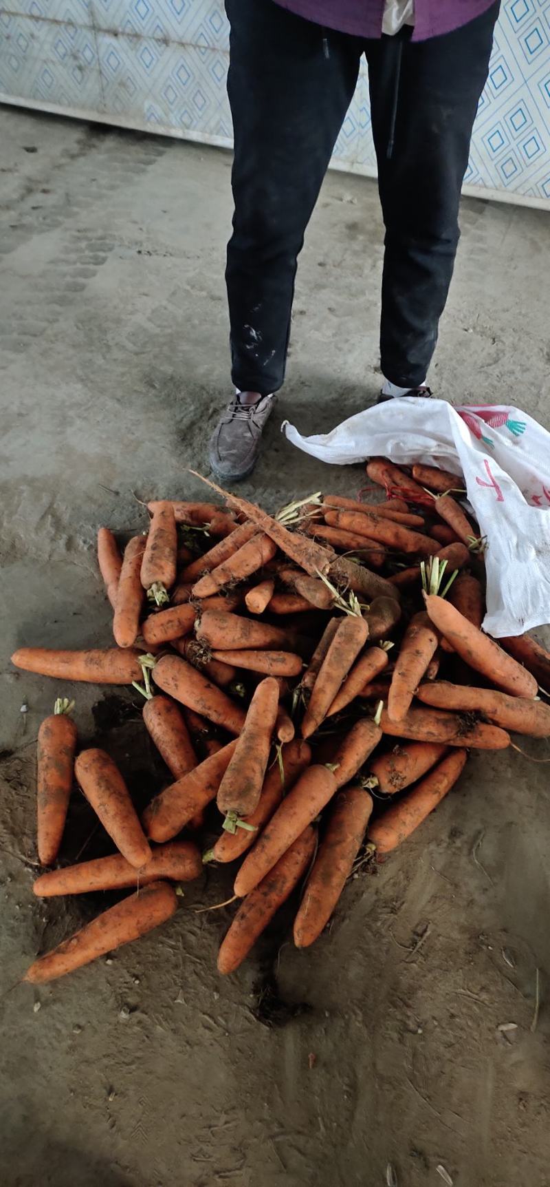 黄沙土地带叶红罗卜条行好，个头大小均匀，质量好，价位伛，