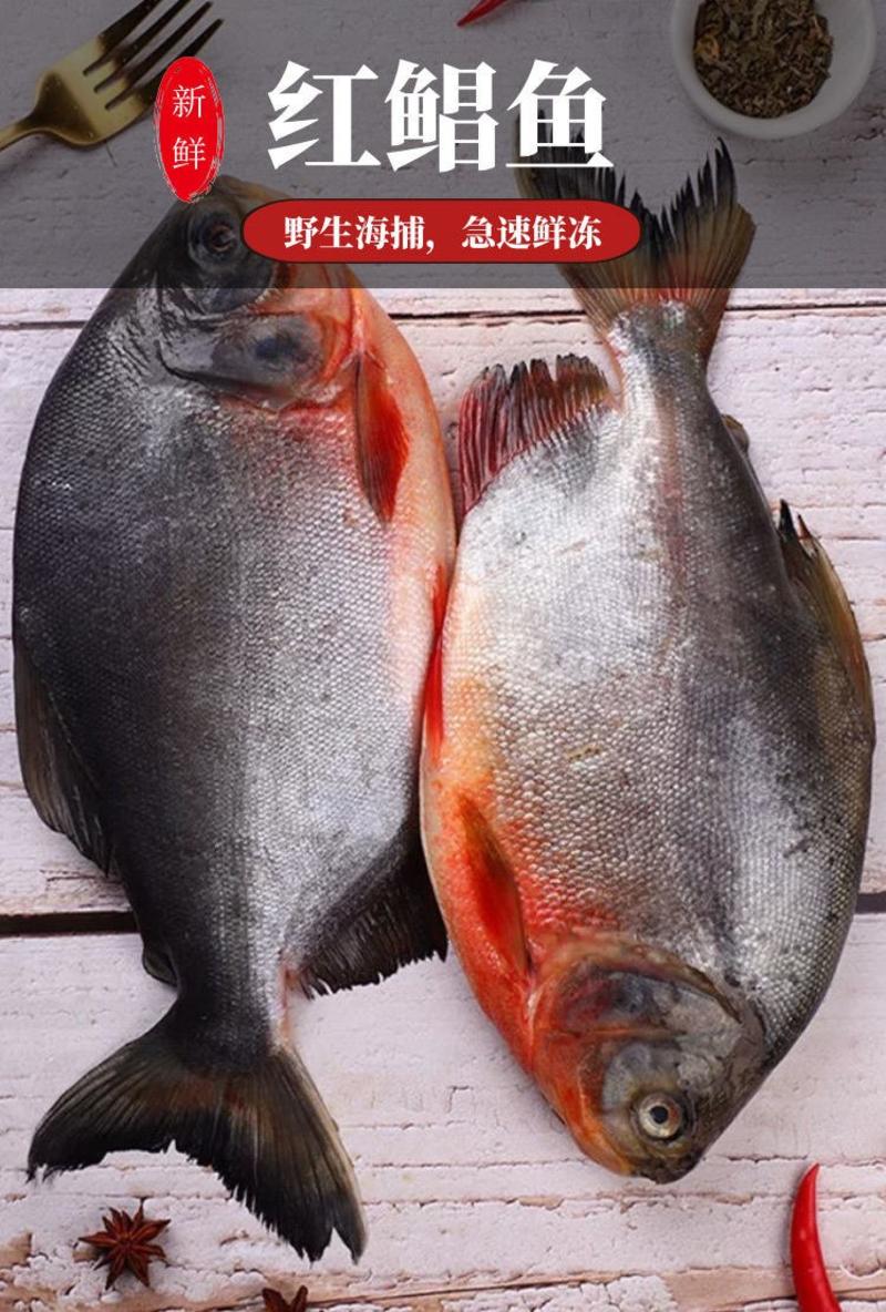 海捕大鲳鱼新鲜海鱼鲳鱼红鲳鱼鲜活速冻海鲜冷冻4条装包邮