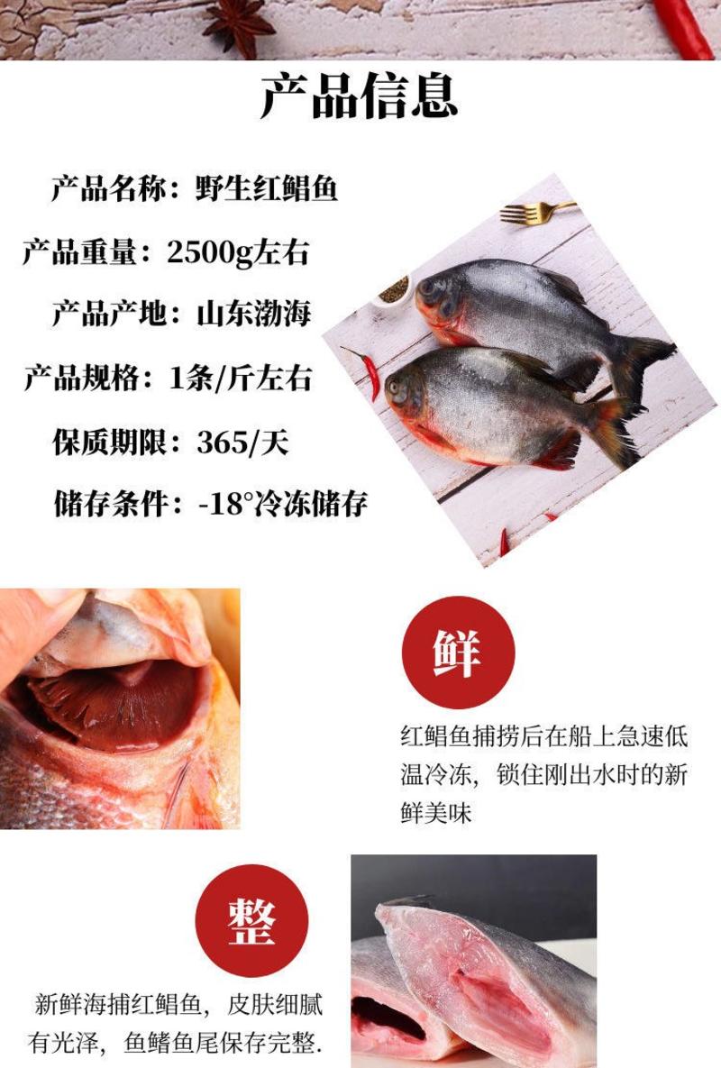 海捕大鲳鱼新鲜海鱼鲳鱼红鲳鱼鲜活速冻海鲜冷冻4条装包邮
