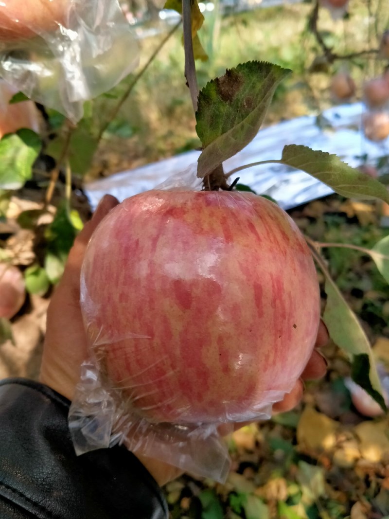万荣纸加膜正在大量上市中