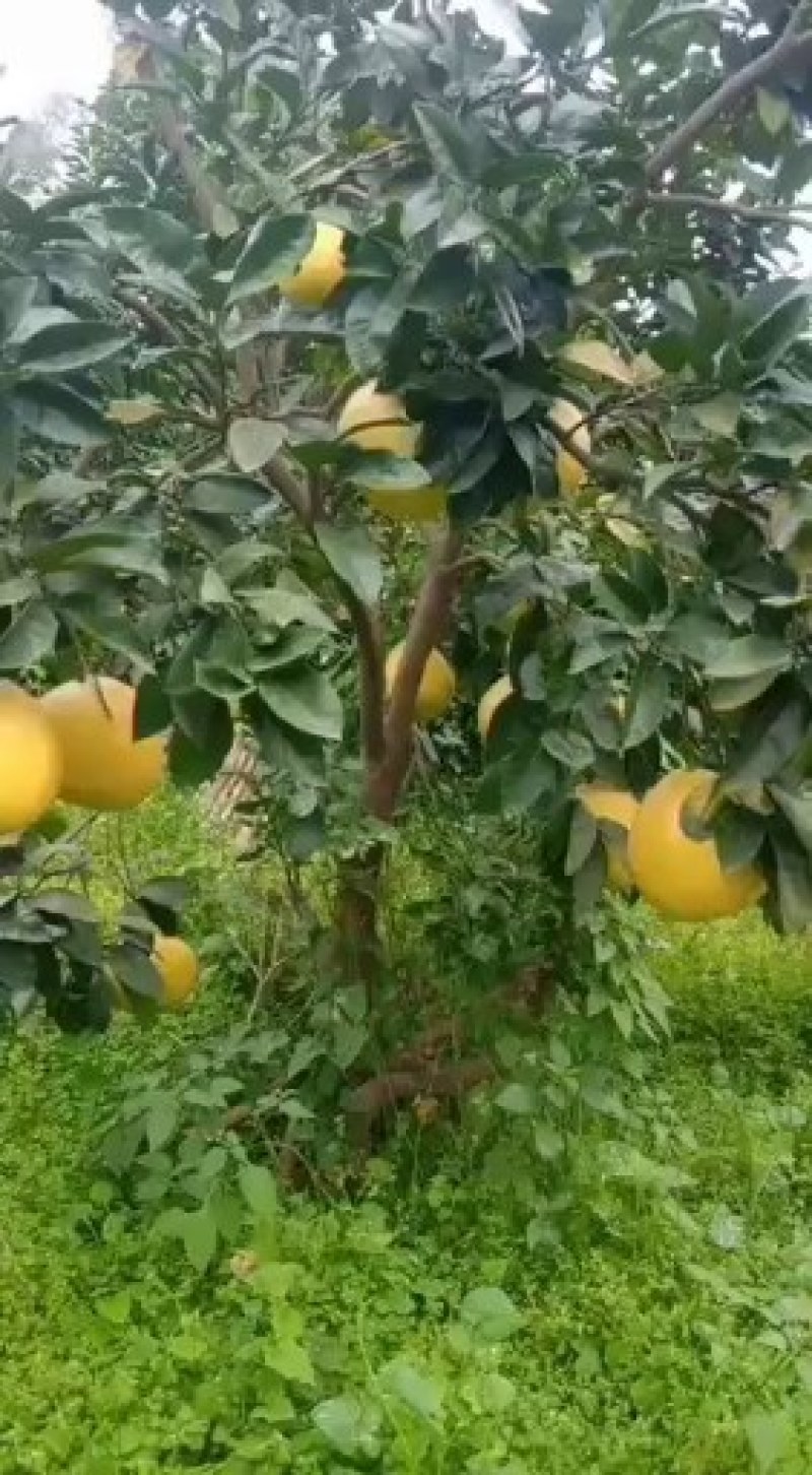 热带水果，琯溪蜜柚。货源充足，交通方便，欢迎老板采购