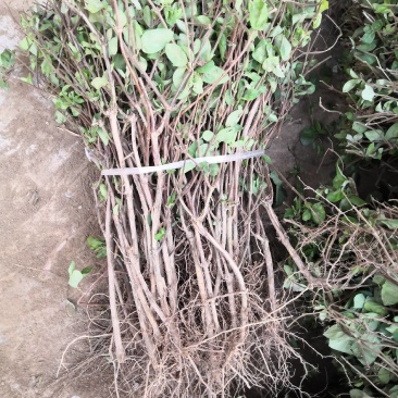 河南封丘汇通金银花种植专业合作社常年出售四季树形金银花苗