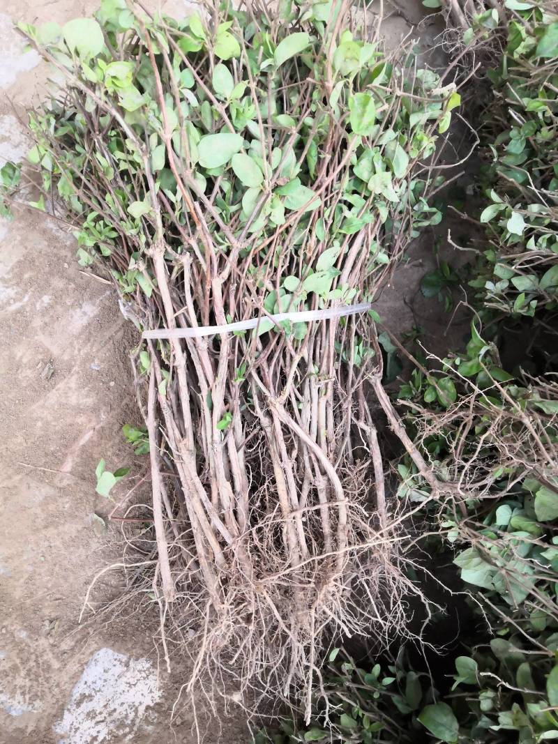 河南封丘汇通金银花种植专业合作社常年出售四季树形金银花苗