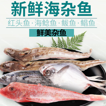 【国产检疫齐全】新鲜速冻海鱼小杂鱼10斤装4-6种海鱼