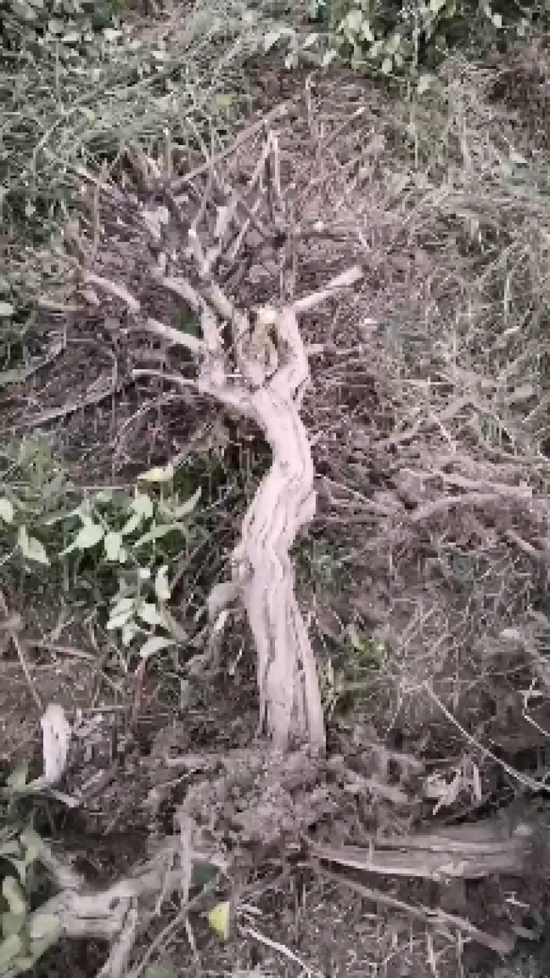 河南封丘汇通金银花种植专业合作社常年出售四季树形金银花苗