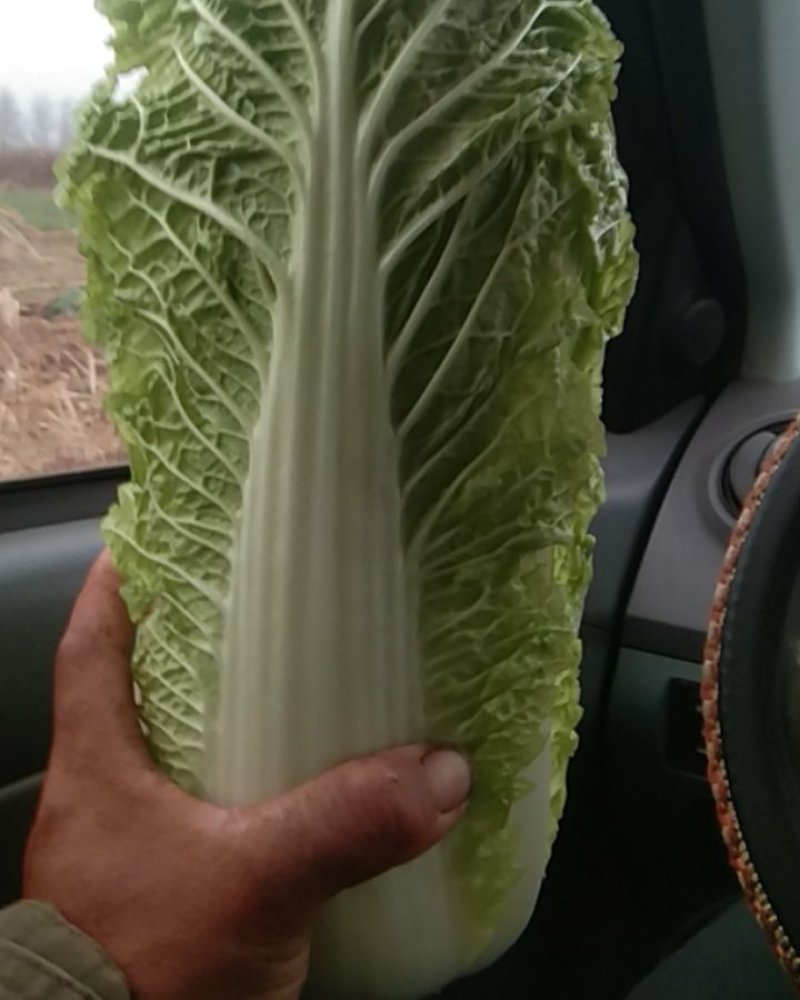 大白菜