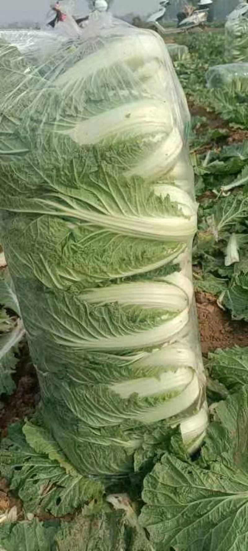 精品大白菜青杂三号白菜对接电商市场商超可视频看货