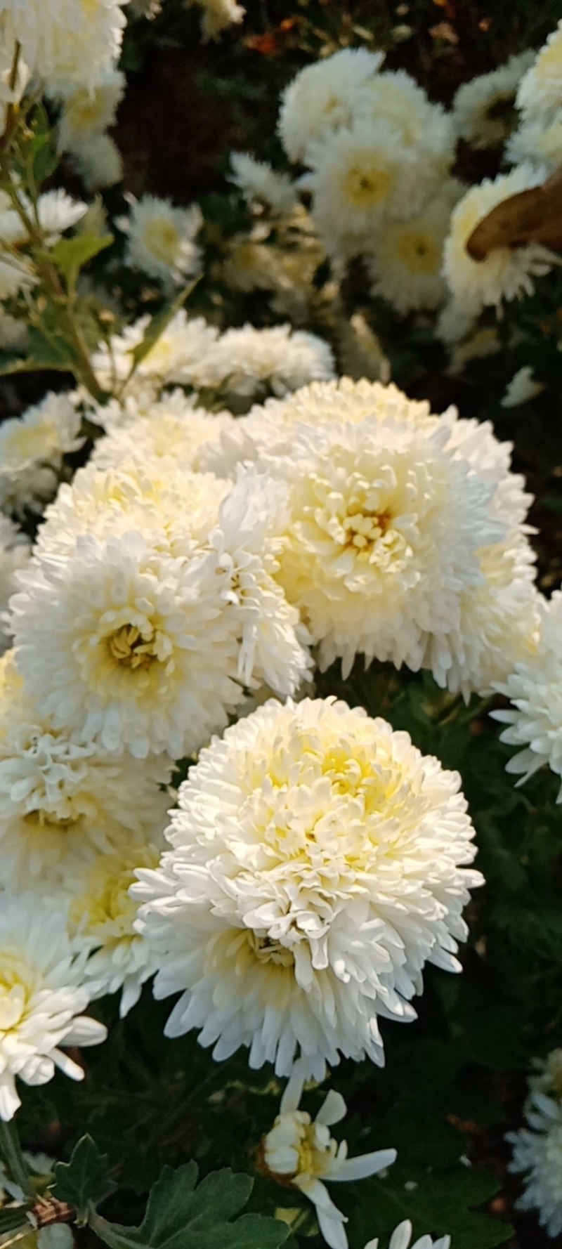 药用菊花