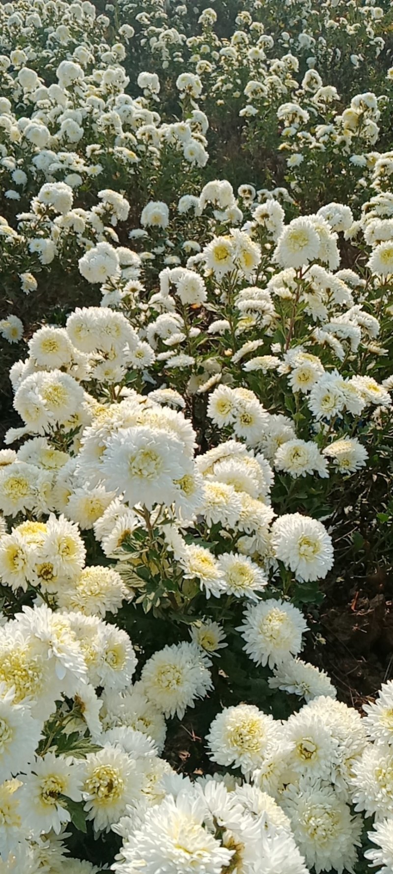 药用菊花