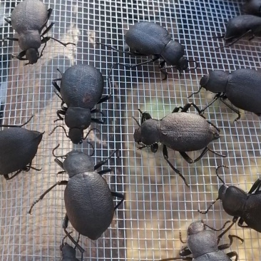 臭壳虫高脚虫瑟琶甲虫