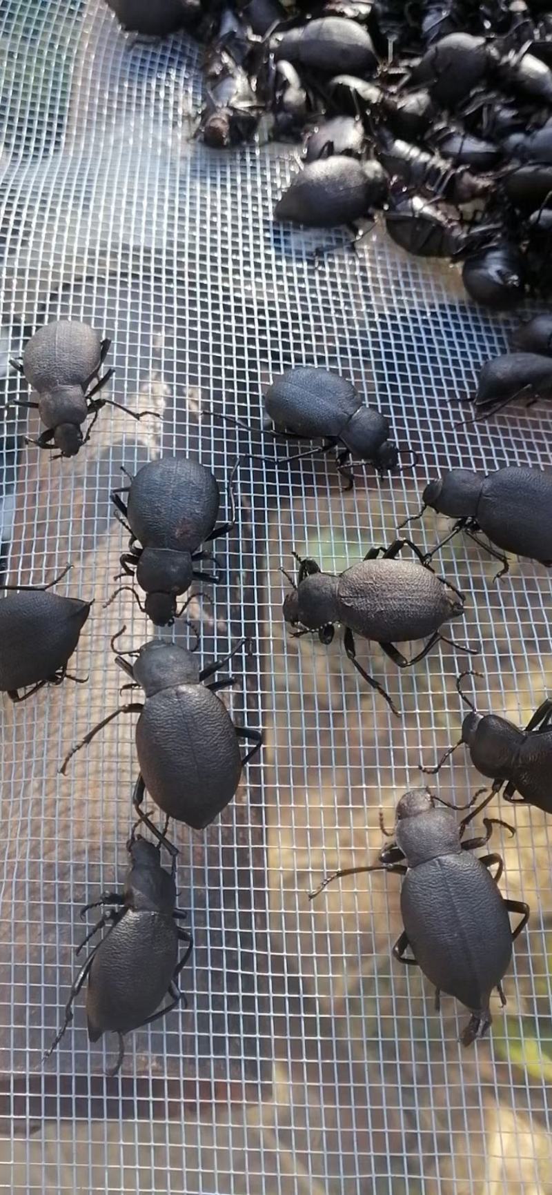 臭壳虫高脚虫瑟琶甲虫