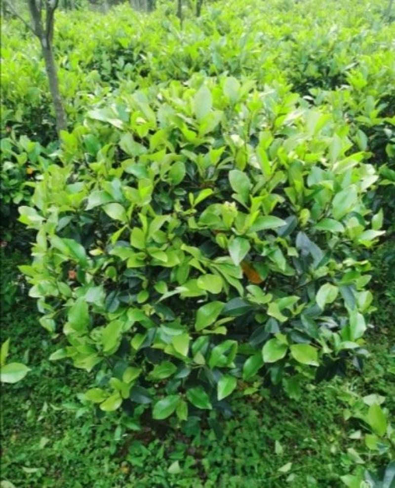 红花含笑花球绿化工程绿化小区绿化庭院
