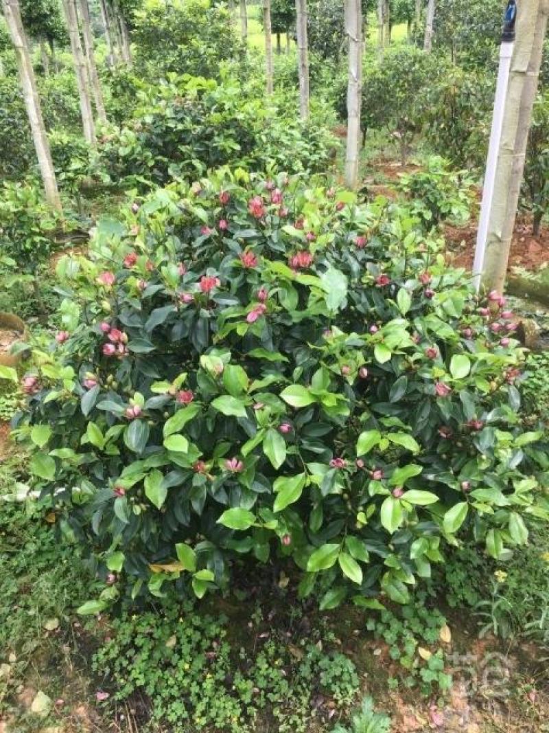 红花含笑花球绿化工程绿化小区绿化庭院