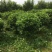 红花含笑花球绿化工程绿化小区绿化庭院
