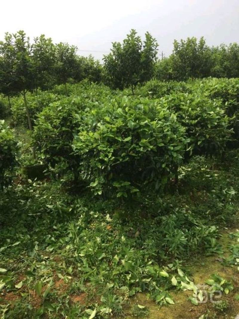 红花含笑花球绿化工程绿化小区绿化庭院