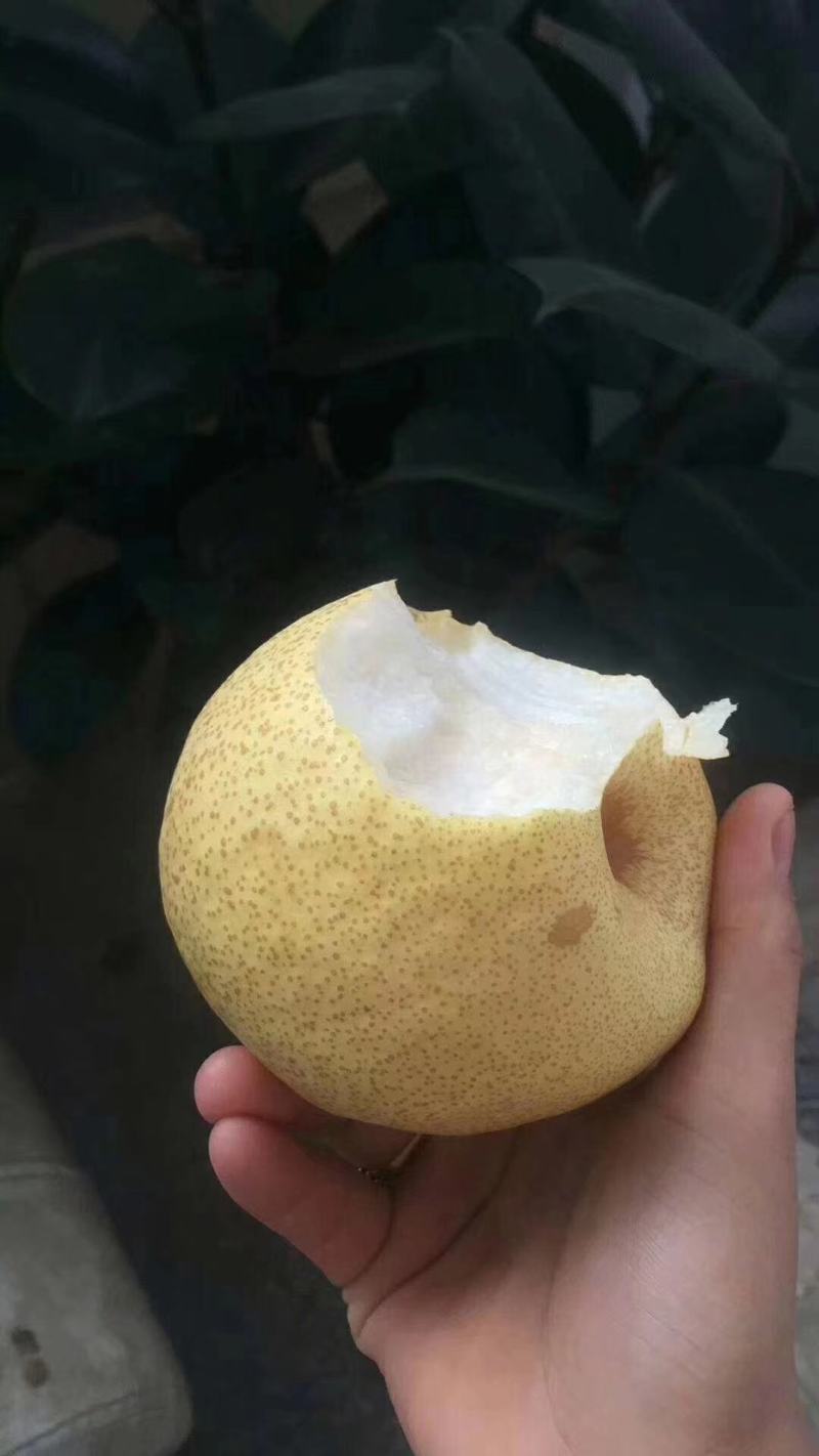 酥梨