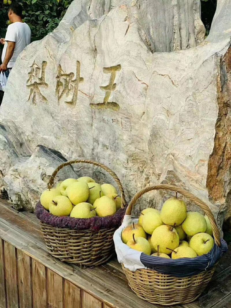 酥梨