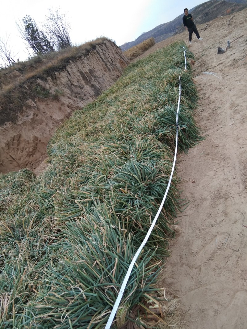米脂山地红葱