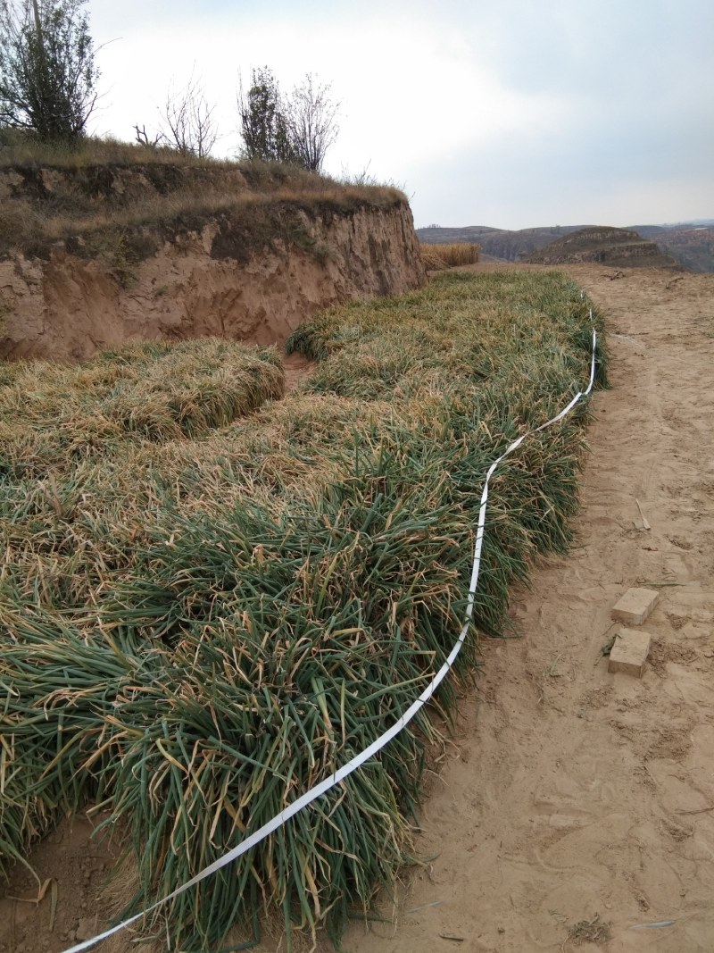 米脂山地红葱