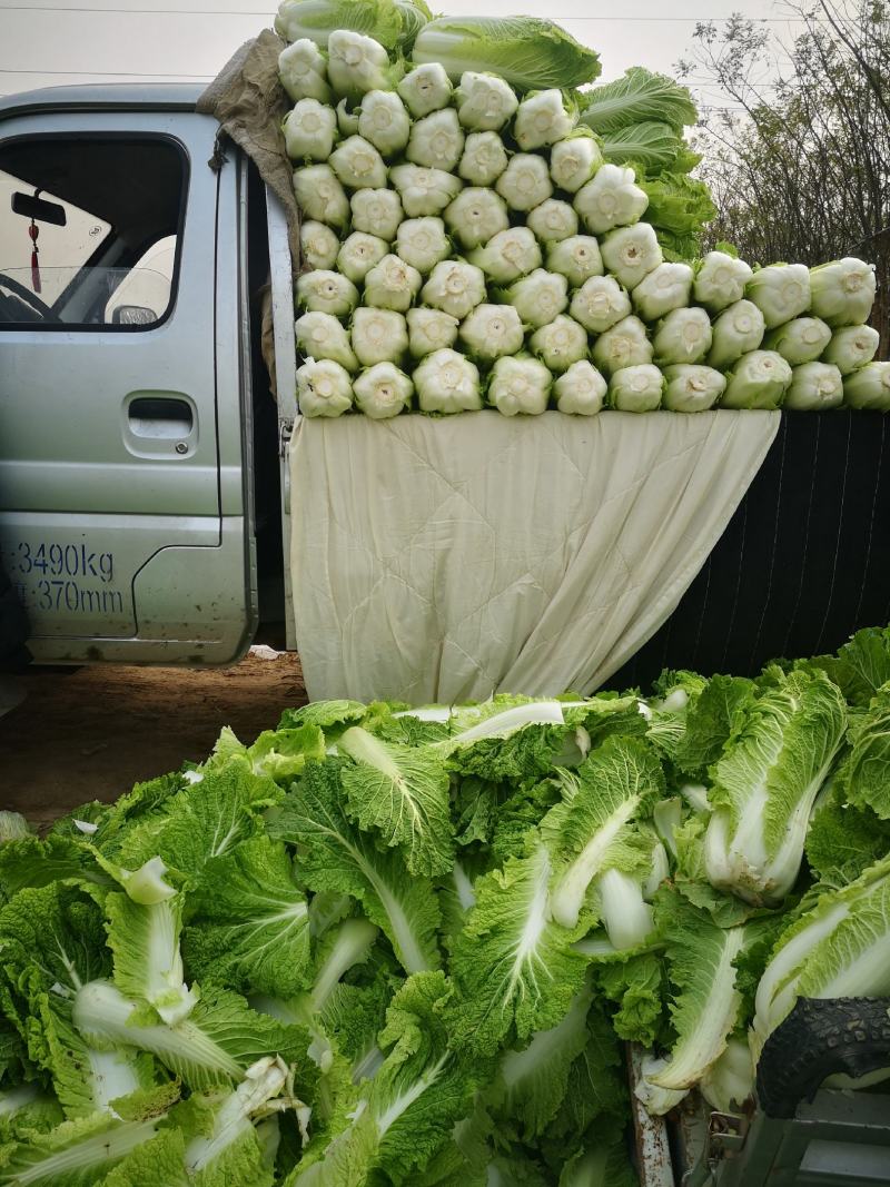 大白菜，黄心大白菜有需要的联系我