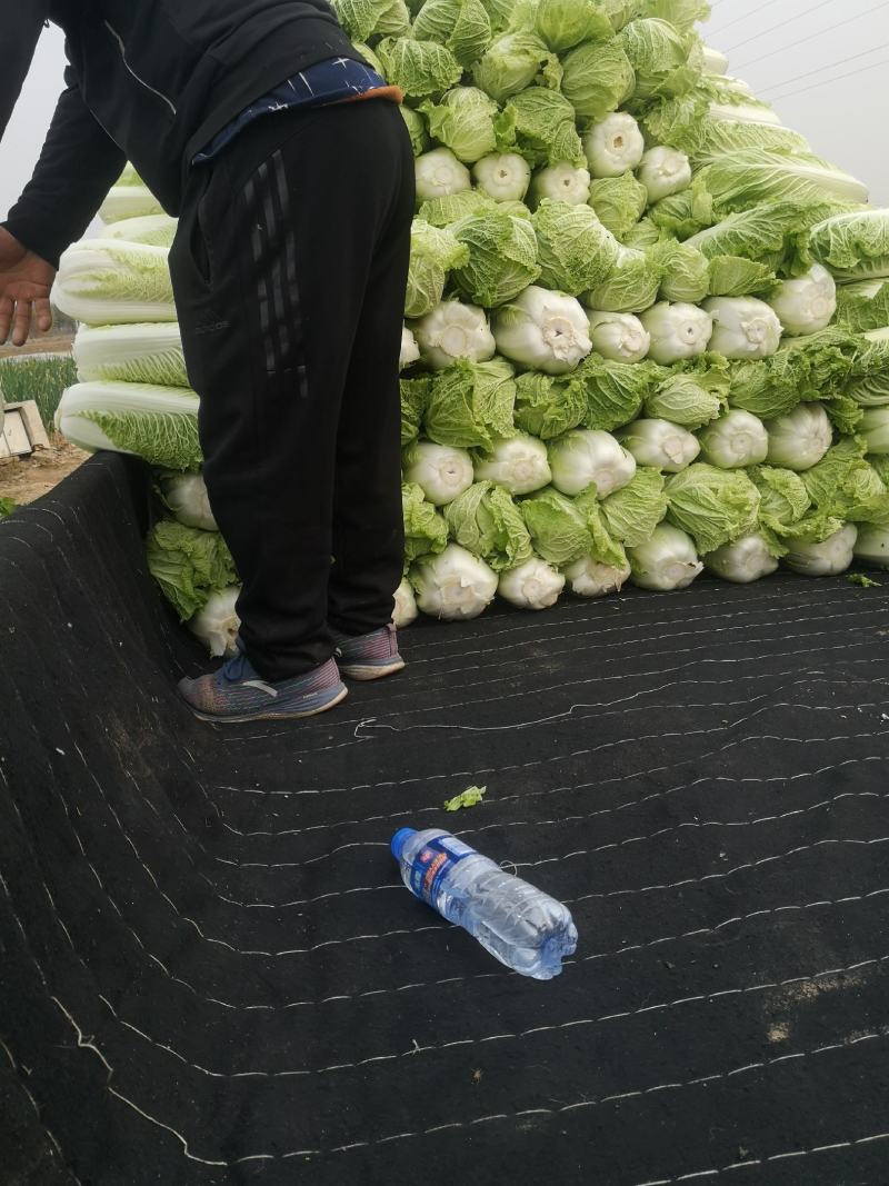 大白菜，黄心大白菜有需要的联系我