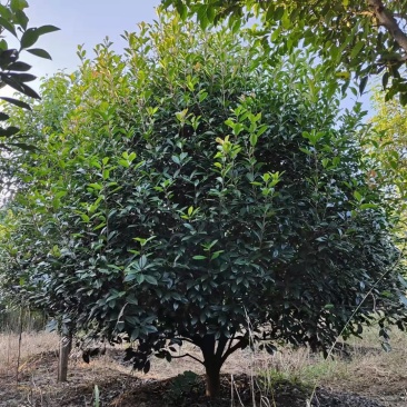 河南大量供应精品红叶石楠树2---5米冠