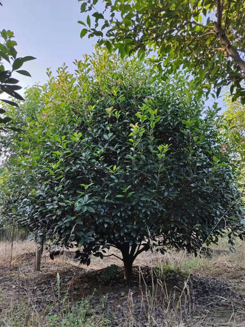 河南大量供应精品红叶石楠树2---5米冠