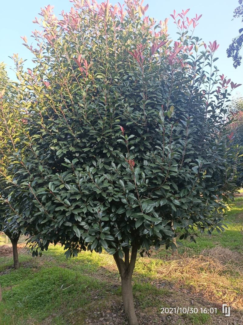河南大量供应精品红叶石楠树2---5米冠