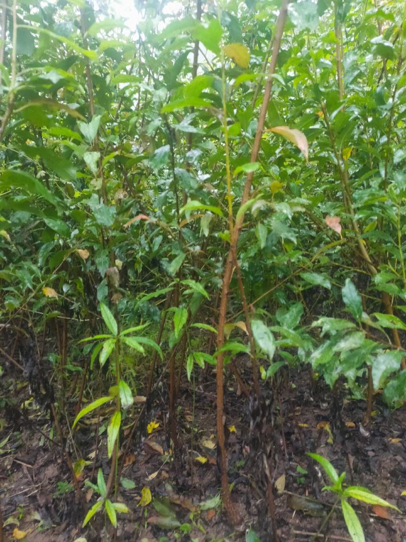 清脆李子苗一手货源，早熟清脆李，晚熟清脆李，品种纯正技术指导