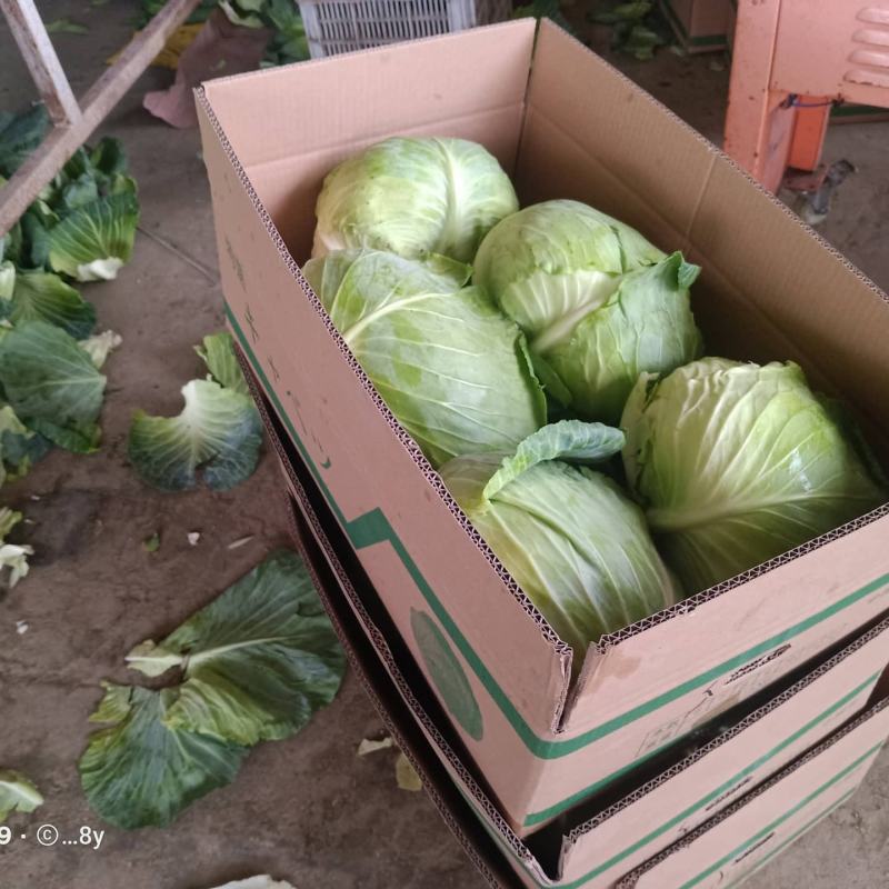 奥奇娜包菜产地直销货源充足2-5斤市场货.5-8斤工厂货