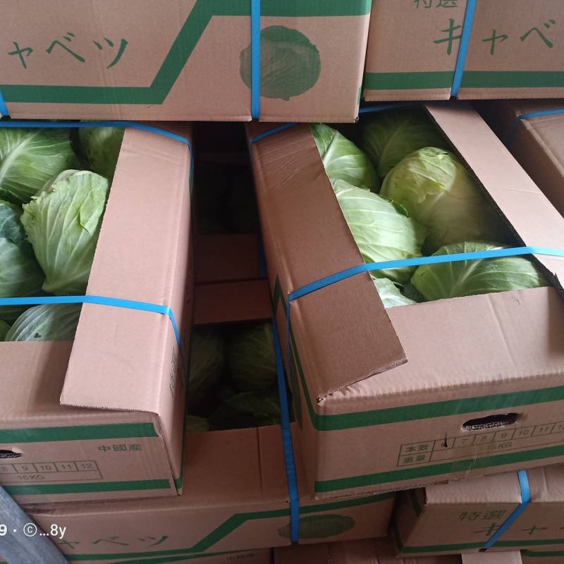 奥奇娜包菜产地直销货源充足2-5斤市场货.5-8斤工厂货