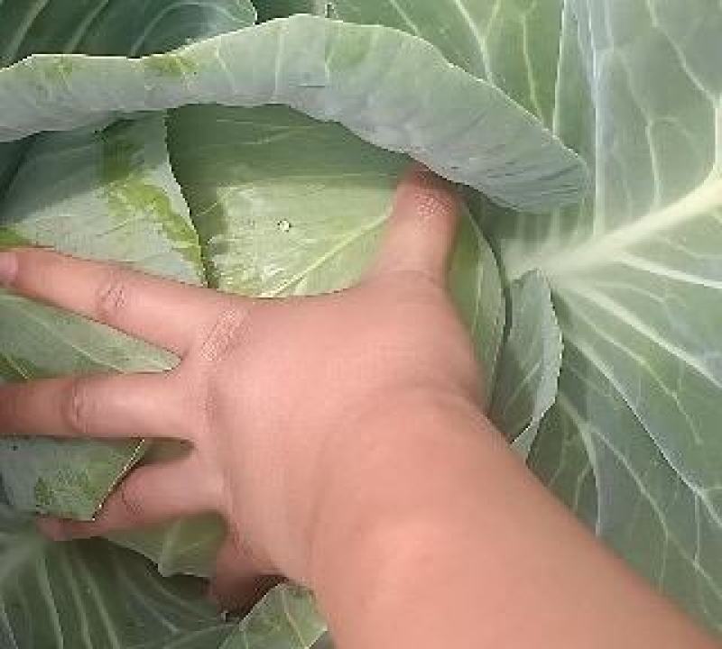 奥奇娜包菜产地直销货源充足2-5斤市场货.5-8斤工厂货