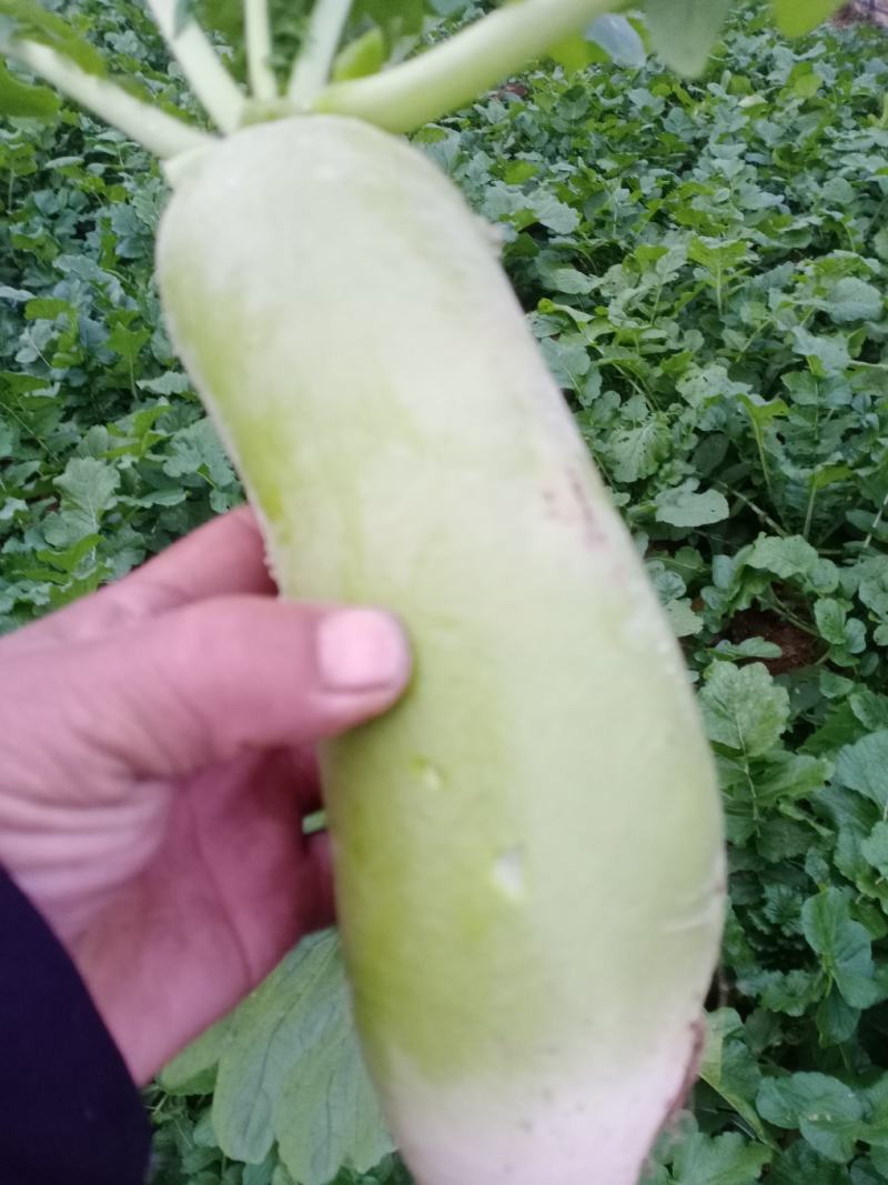 青罗卜