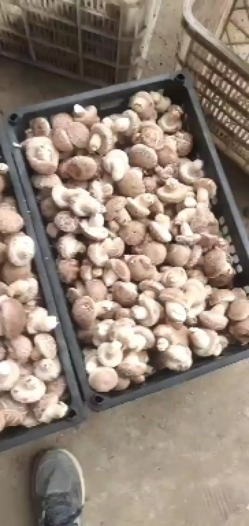 河南西峡808香菇