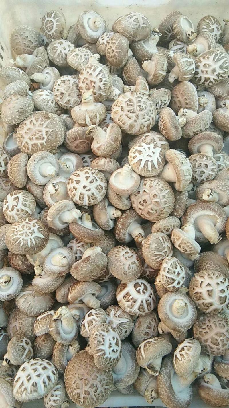 河南西峡808香菇