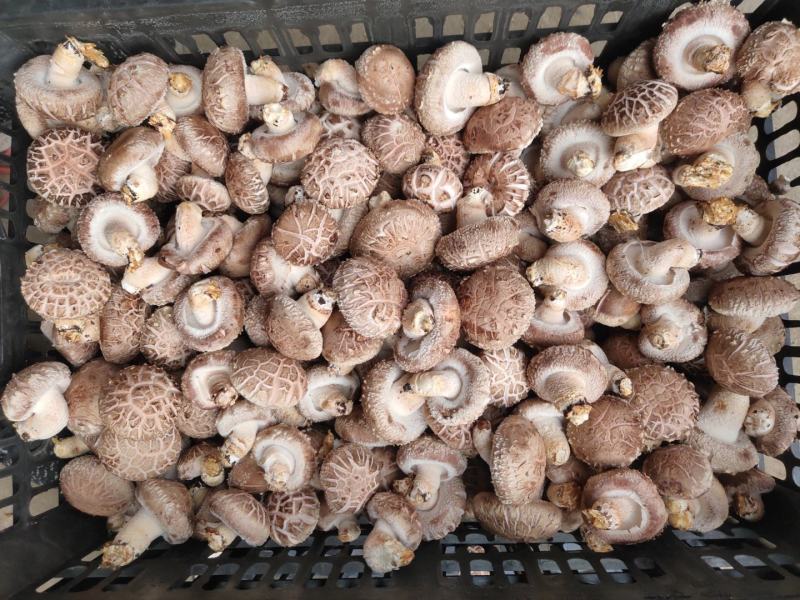 河南西峡808香菇