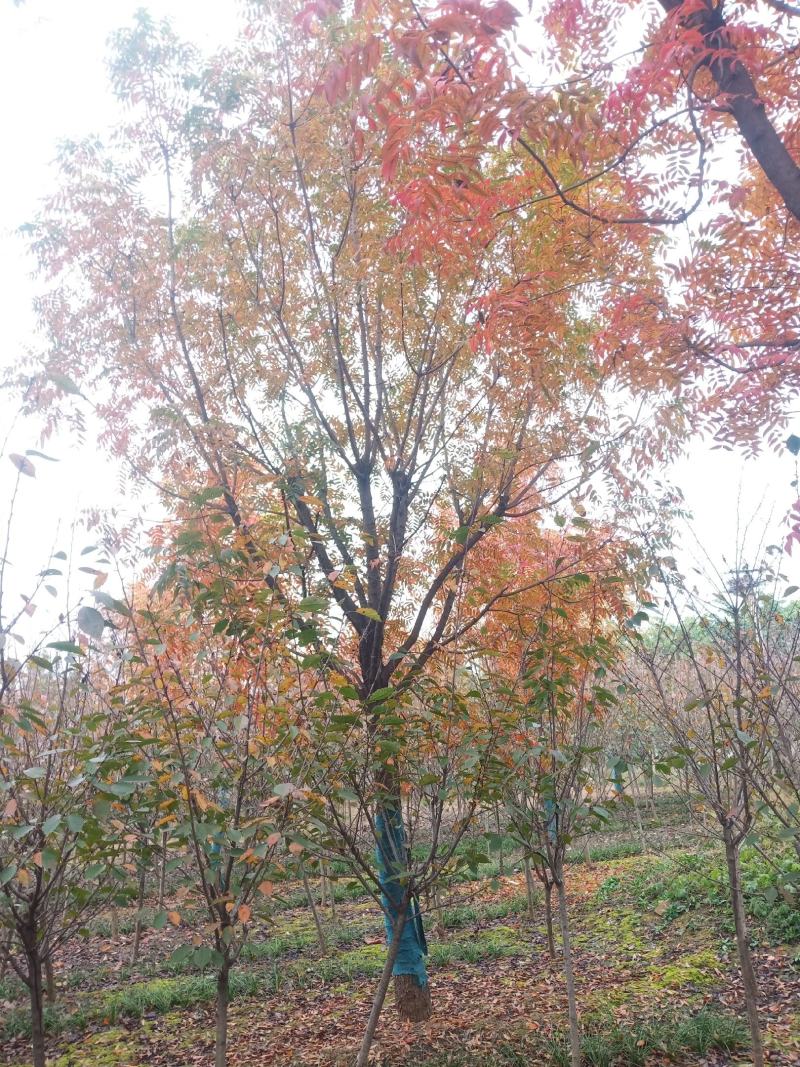 黄连木10......18公分园区树